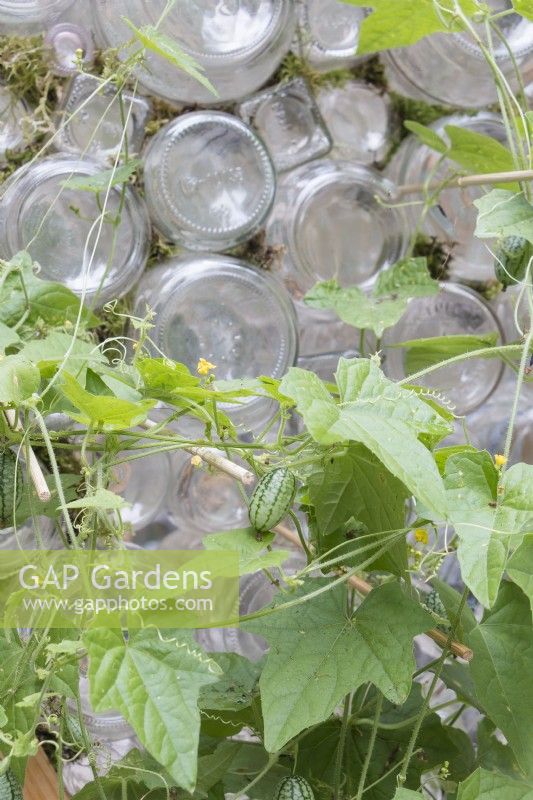 Cucamelon vines growing on outside of recycled greenhouse using bamboo skewers set between glass bottles