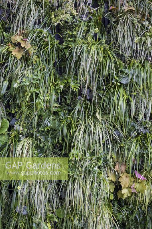 Vertical planting, or green wall, living wall, featuring grasses and ferns: Carex morrowii cvs, Blechnum spicant, and Heuchera sp.  Guangzhou Garden.