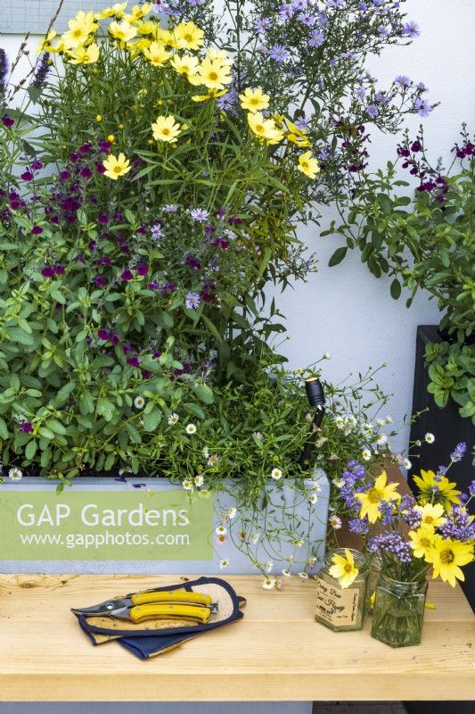 Landform Balcony Garden. Detail of wooden bench with secateurs and cut flowers. Behind is bee-loving planting featuring Salvia 'Nachtvlinder', asters, Erigeron karvinskianus and Helianthus 'Lemon Queen'.