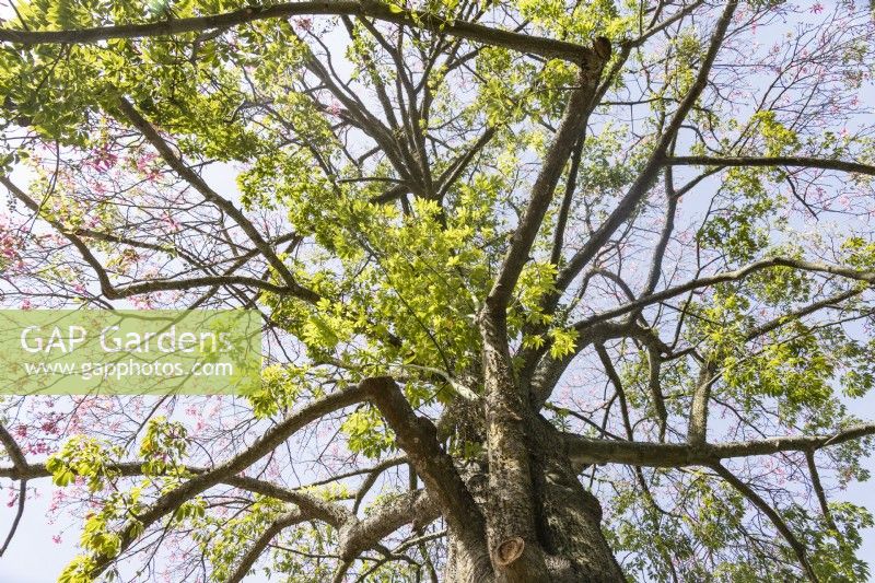Ceiba seciosa - the Silk Floss Tree.  It has several local common names, such as palo borracho or Ã¡rbol del puente, samu'Å© or paineira. Estrela district, Lisbon, Portugal, September. 