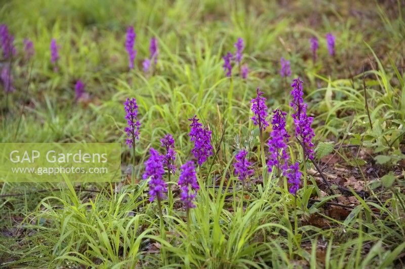 Early Purple Orchid - Orchis mascula - Lydlinch Common, Dorset, UK