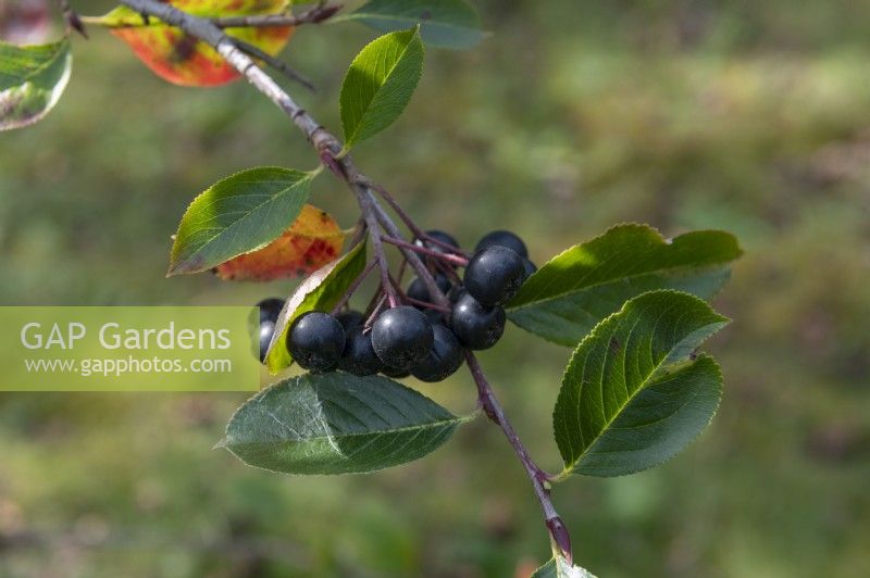 Photinia melanocarpa 'Nero'  black chokeberry berries