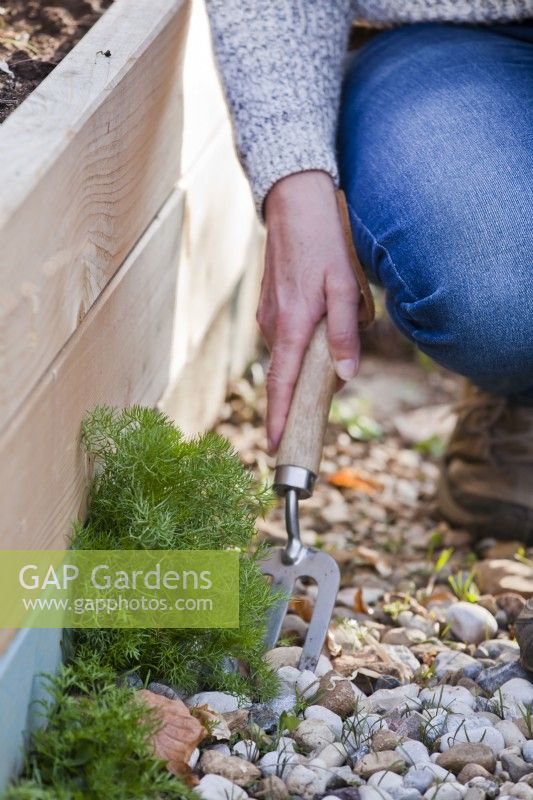 Removing weeds from gravel with garden hand fork.