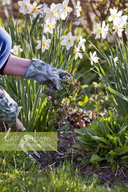 Woman removing weeds from a flowerbed - ground ivy - Glechoma hederacea.