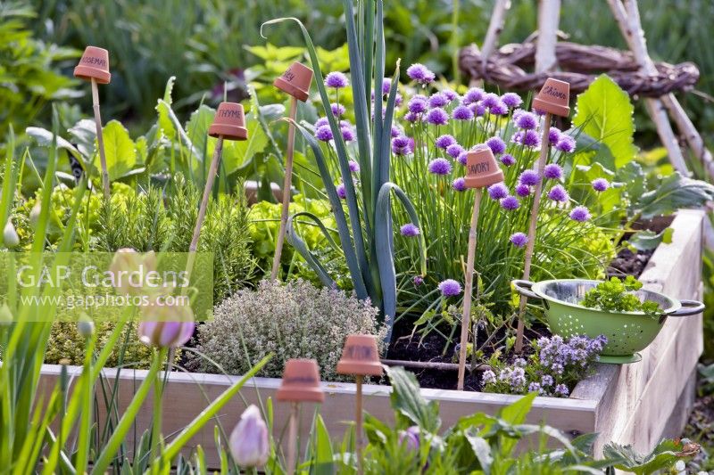 Herb bed in May with chives, savory, thyme and rosemary.