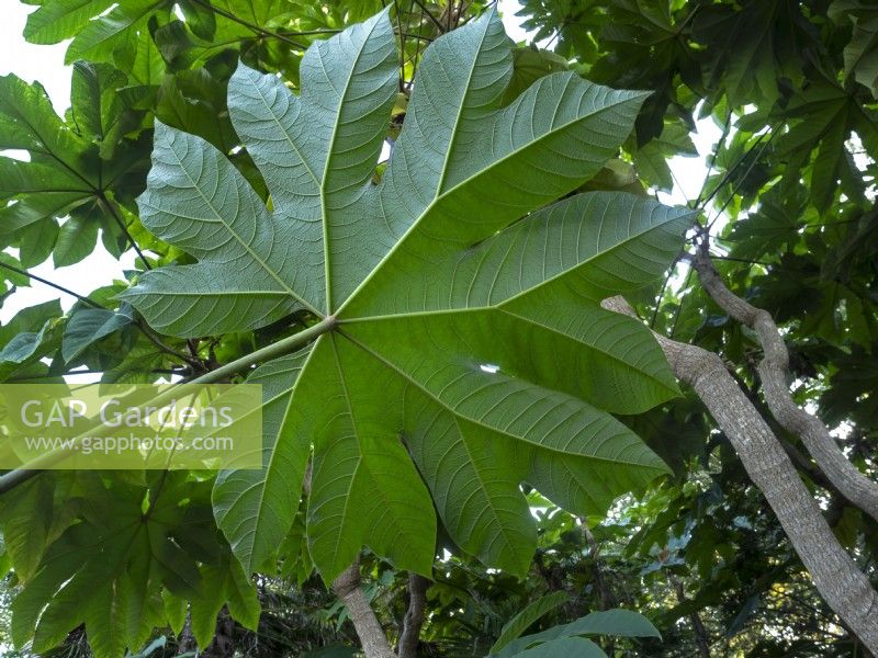 Tetrapanax papyrifera leaves in mid October