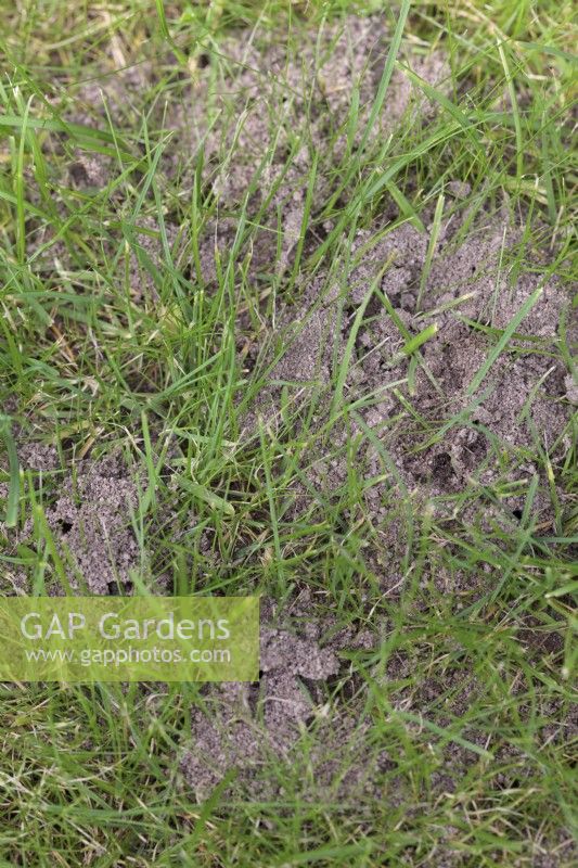 Signs of ants nests in lawn grass