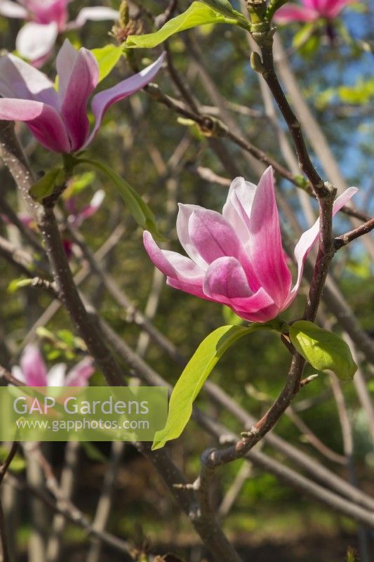 Magnolia 'Pink Charm' tree blossoms - May