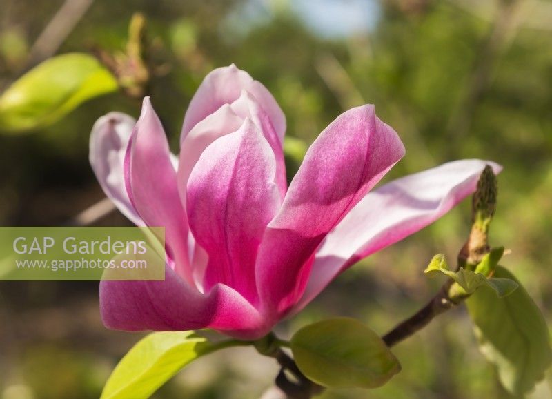 Magnolia 'Pink Charm' tree blossom - May