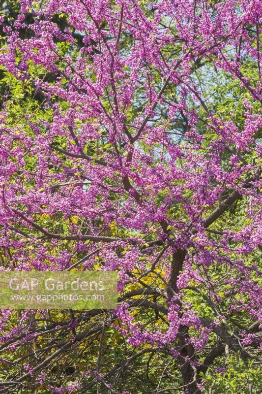 Cercis canadensis 'Minnesota Strain' - Eastern Redbud tree with purple blossoms - May