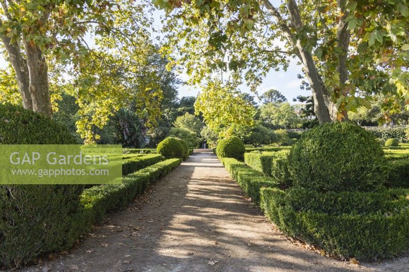 Dirt paths between the hedges of Box in the parterre. Ajuda, Lisbon, Portugal, September.