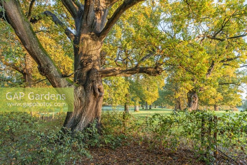 Quercus robur - Oak tree in autumn colour in a woodland edge - October