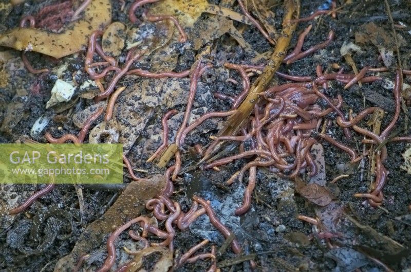 Tiger or Brandling worms - Eisenia fetida in a home compost container