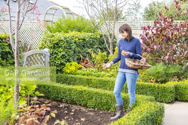 Woman scattering plant bulbs