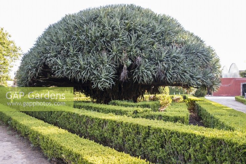 Large exotic shrub in Box parterre. Ajuda, Lisbon, Portugal, September.