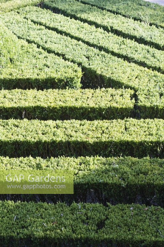 Detail of the Box parterre with lines of clipped hedges.  Lisbon, Portugal, September.