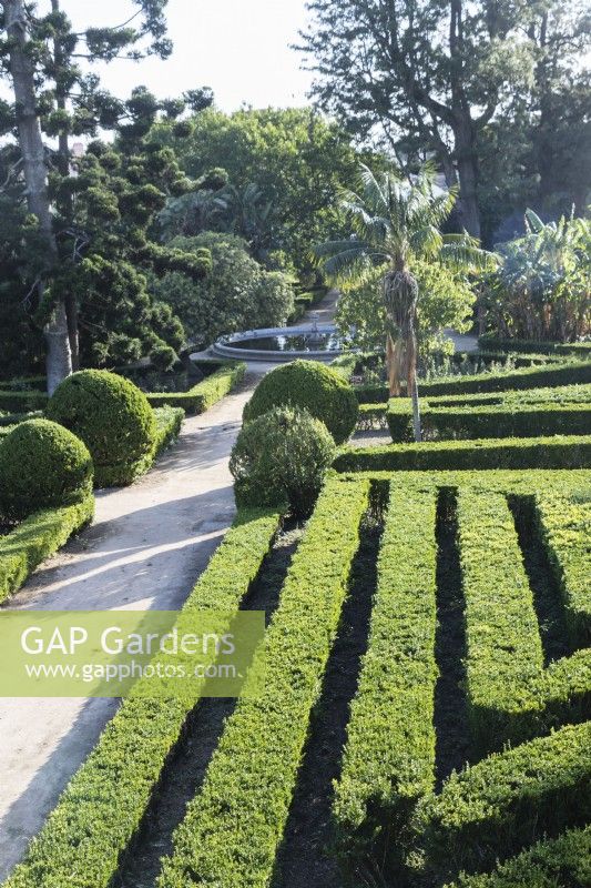 View over the formal parterre of lines of clipped Box hedges and mounds separated by grit paths. Ajuda, Lisbon, Portugal, September.