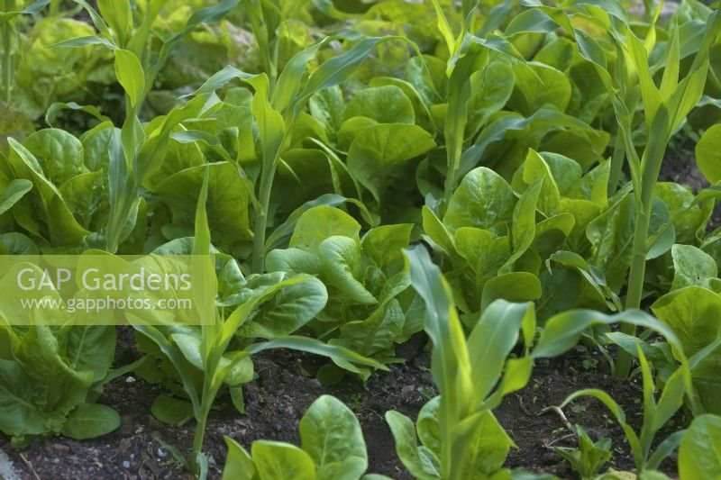 Zea mays 'Earlibird' sweet corn crop interplanted with Lettuce Lactuca sativa 'Little Gem' 