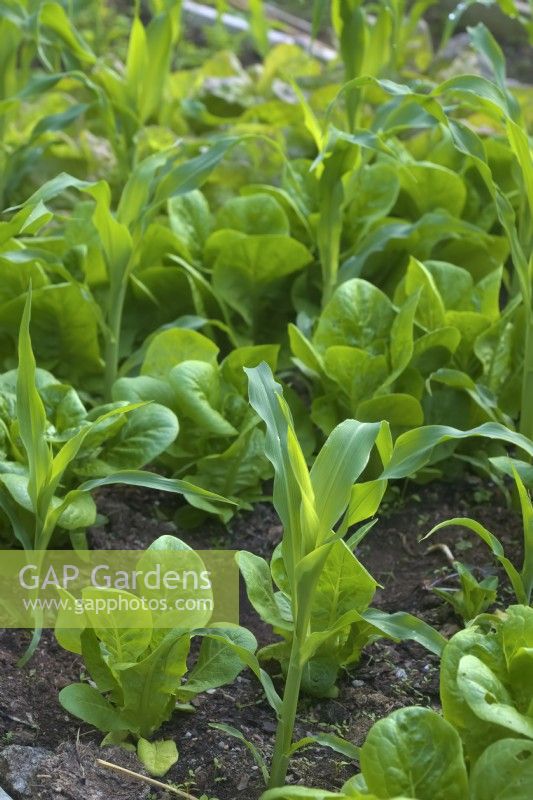 Zea mays 'Earlibird' sweet corn crop interplanted with Lettuce Lactuca sativa 'Little Gem'