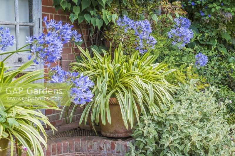 Agapanthus 'Silver Moon' in terracotta pot on brick paving in front of building
