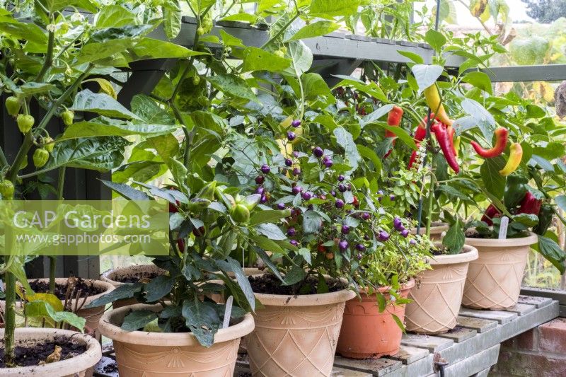 Selection of chilli peppers in containers on greenhouse staging
