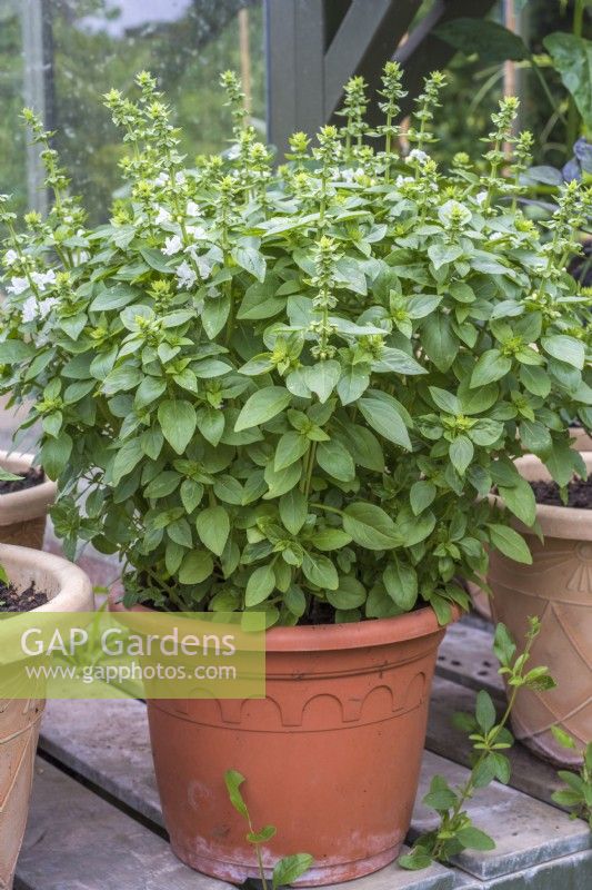 Pot of Basil on greenhouse staging