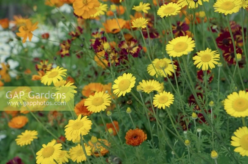 Colourful red and yellow annuals - Coreopsis - Tickseed, Anthemis tinctoria - Dyer's Camomile and Calendula - Pot Marigold