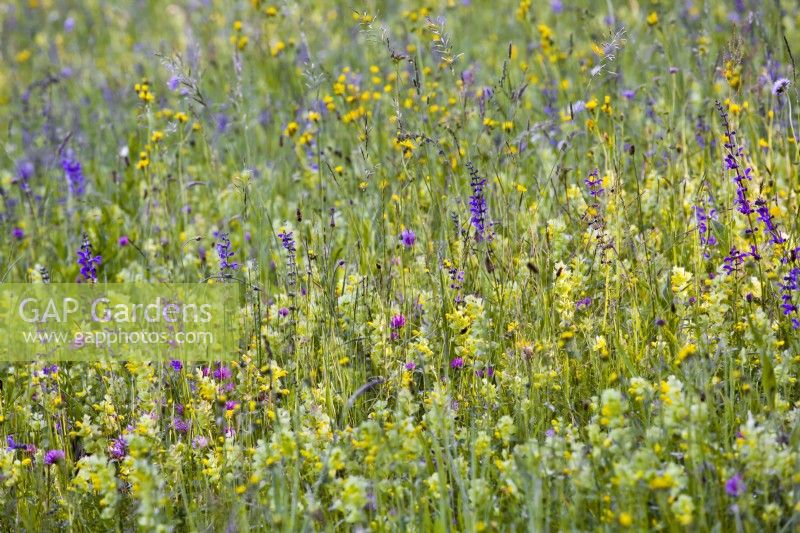 Wildflower meadow with Rhinanthus glacialis - Yellow rattle, Salvia pratensis - Meadow Clary, Trifolium pratense - Red clover, Knautia arvensis - Field Scabious, and grasses.