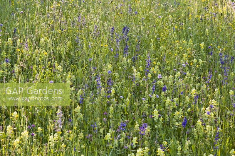 Wildflower meadow with Rhinanthus glacialis - Yellow rattle, Salvia pratensis - Meadow Clary, Trifolium pratense - Red clover, Knautia arvensis - Field Scabious, Tragopogon pratensis - Meadow salsify and grasses.