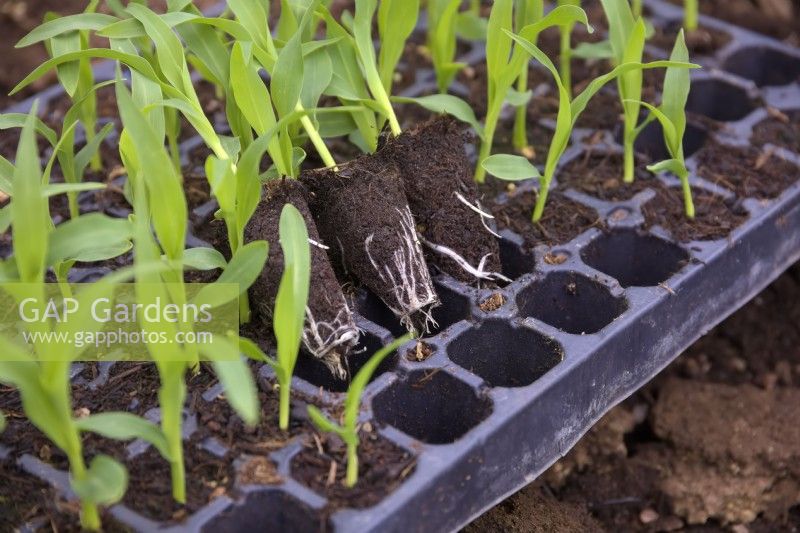 Plug sown Sweet Corn - Zea mays 'Earlibird'
