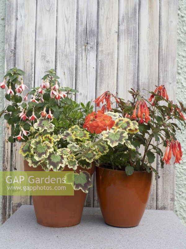 Orange and red summer container plants with Geranium Mrs Pollock, Fuchsia Mandarin Cream and Fuchsia thalia
