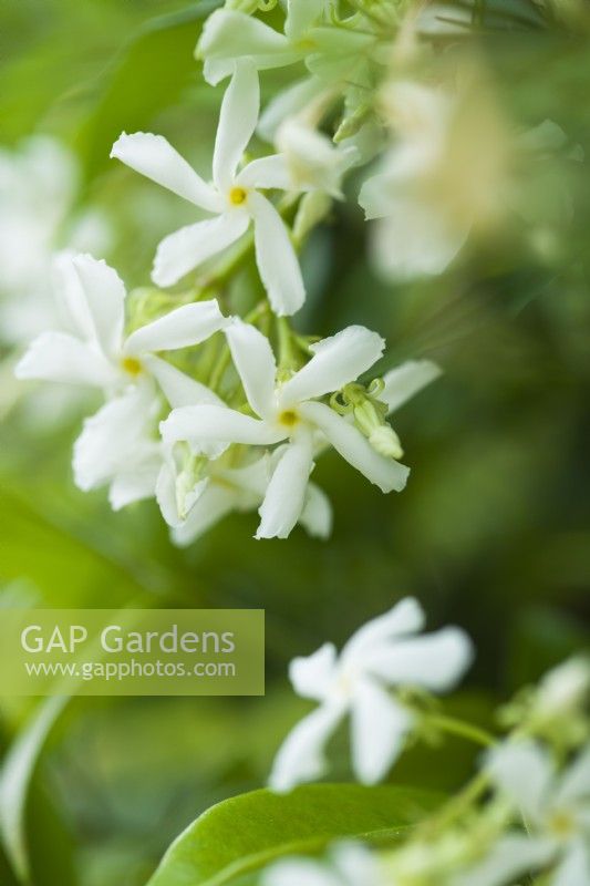 Trachelospermum jasminoides - star jasmine - June.