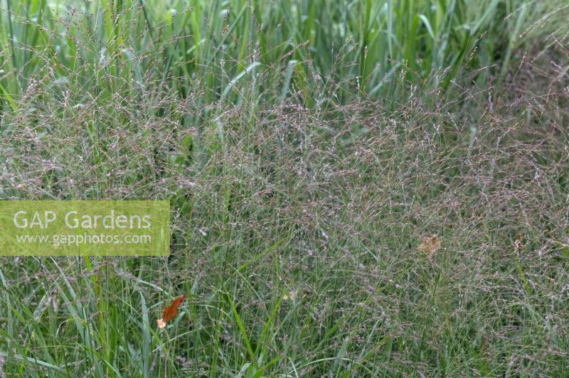 Panicum virgatum - 'Shenandoah' - switchgrass