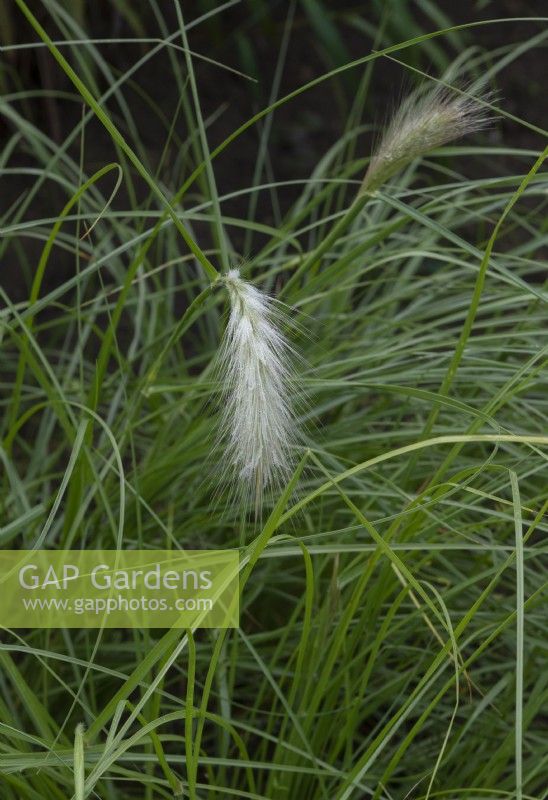 Cenchrus longisetus - Feathertop Grass