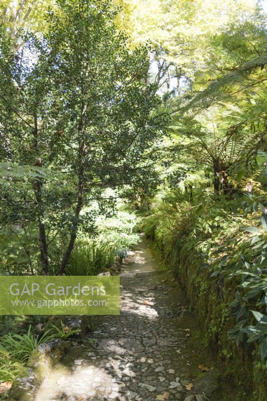 Stone path in the Fern Valley. Sintra, near Lisbon, Portugal. September