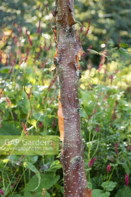 Betula utilis 'Dark Ness' - Himalayan Birch tree bark in autumn