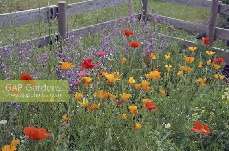 A child's first garden with easy growing annuals including Californian Poppies - Eschscholzia californica and Night Scented Stock - Mattihola longipetala