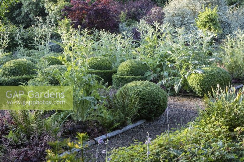 Borders with Cynara cardunculus 'Florist Cardy' and clipped topiary of Buxus sempervirens. July, Summer.