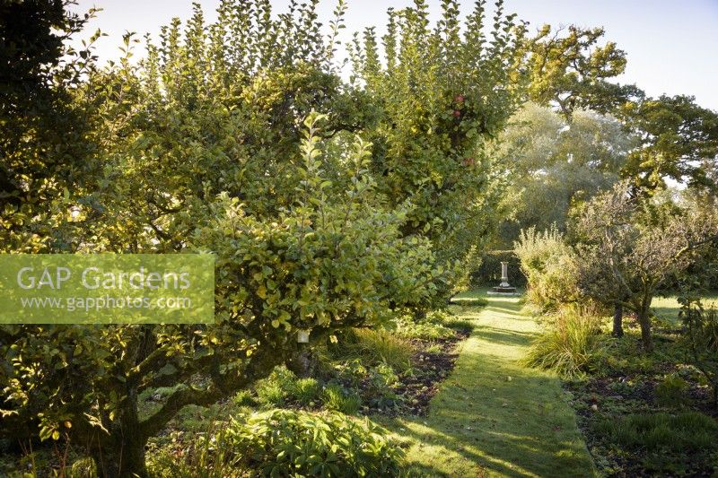 Grass path framed by apple trees in the kitchen garden at Hergest Croft Gardens, Herefordshire in October