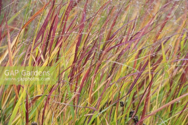 Panicum virgatum 'Rehbraun' - Switch grass in autumn
