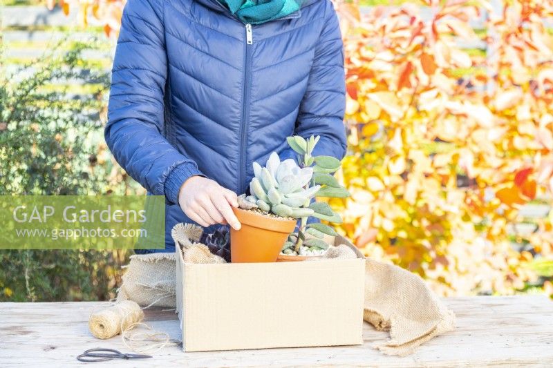 Woman placing succulents in a box with hessian fabric