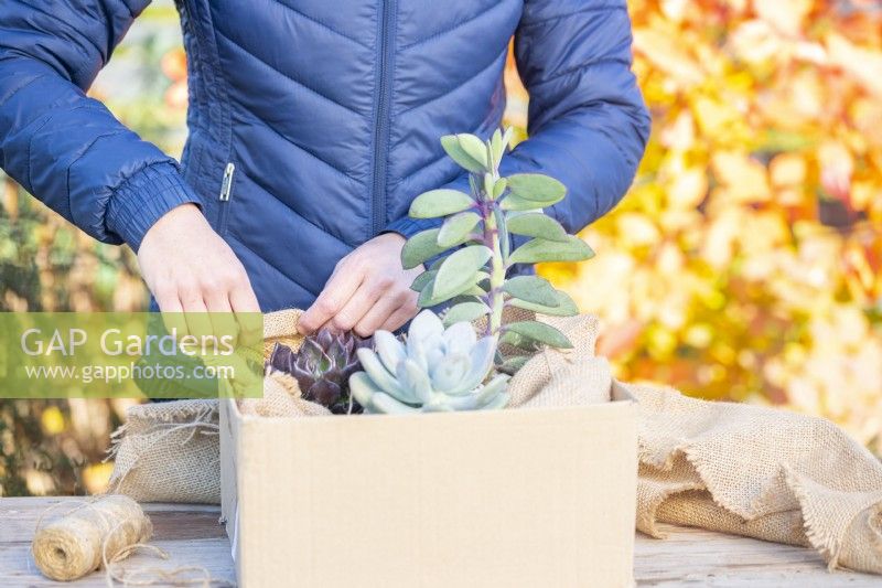 Woman wrapping Succulents in hessian fabric to keep them insulated over winter