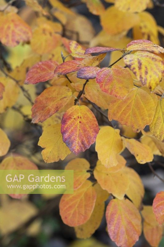 Fothergilla major Monticola group - Mountain witch alder tree leaves in autumn 