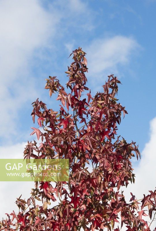 Liquidambar styraciflua 'Corky' - Sweet gum tree foliage in autumn