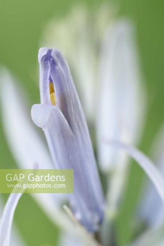 Camassia  'Blue Heaven'  Camas  Syn.  Camassia leichtlinii 'Blue Heavens'  Flower starting to open  May

