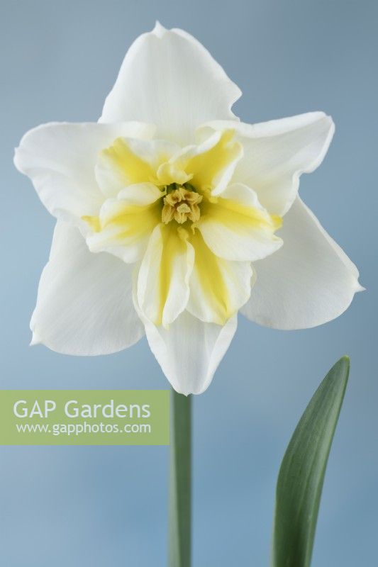 Narcissus  'Lemon Beauty'  Daffodil  Div. 11b  Split-corona Papillon  May