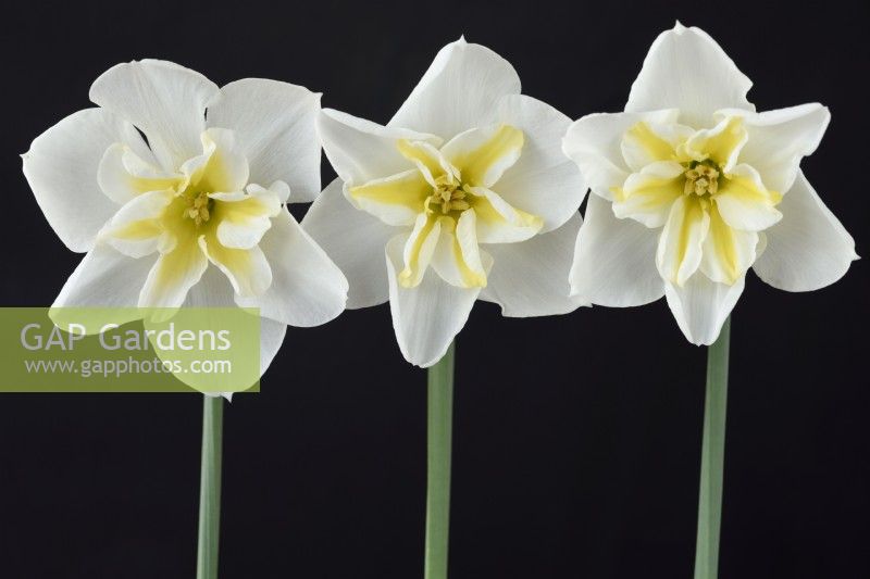 Narcissus  'Lemon Beauty'  Daffodil  Div. 11b  Split-corona Papillon  May
