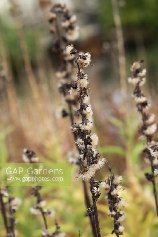 Ligularia fischeri - Fischer's leopard plant gone to seed in autumn