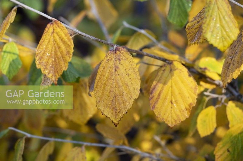 Hamamelis x intermedia 'Rubin' - Witch hazel foliage in autumn