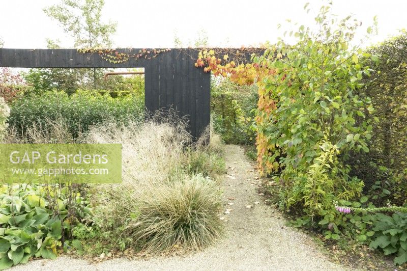 Wooden black room garden divider with Parthenocissus tricuspidata and Stipa tenuissima in the border.